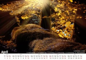 Lichtstrahlen im Wald 2022 - Timokrates Kalender, Tischkalender, Bildkalender - DIN A5 (21 x 15 cm)