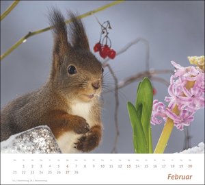 times&more Eichhörnchen Bildkalender 2022