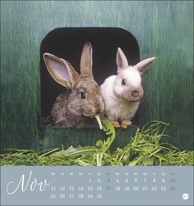 Süße Kaninchen Postkartenkalender 2024. Tierfotografin Monika Wegler setzt in einem kleinen Kalender niedliche Häschen in Szene. Tischkalender im Postkartenformat.