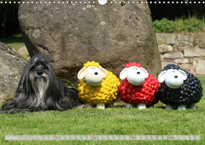 Tibet Terrier Theo