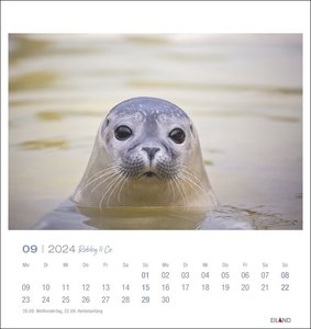 Robby & Co Postkartenkalender 2024. Robben und Seehunde in natürlicher Umgebung in einem kleinen Kalender. Postkarten-Fotokalender für Tierfreunde zum Aufstellen oder Aufhängen