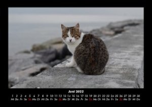 Tierkalender 2022 Fotokalender DIN A3
