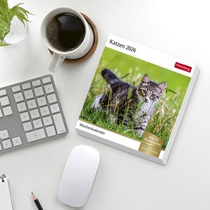 Katzen Postkartenkalender 2026