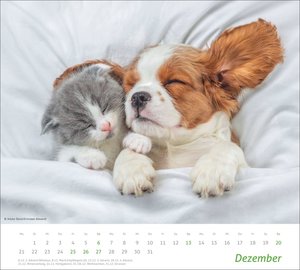 times&more Echte Freunde Bildkalender 2026