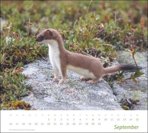 Heimische Tiere Bildkalender 2024. In diesem dekorativen Kalender finden sich die Bewohner heimischer Wiesen und Wälder. Ein Wandkalender 2024 mit hochwertigen Tierfotos.
