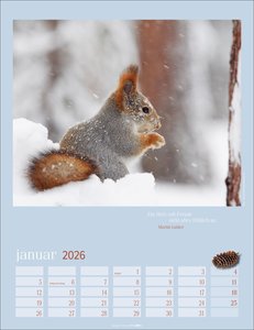 Eichhörnchen Kalender 2026