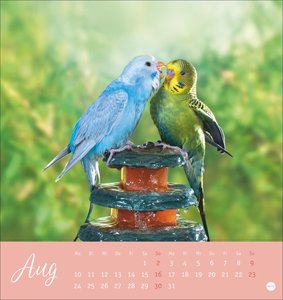 Freche Wellensittiche Postkartenkalender 2026