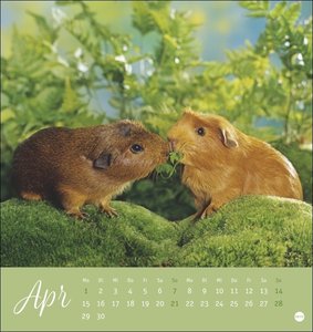 Kuschelige Meerschweinchen Postkartenkalender 2024 von Monika Wegler. Kleiner Kalender mit Porträts der putzigen Nager. Jeden Monat eine neue Postkarte aus dem Fotokalender.