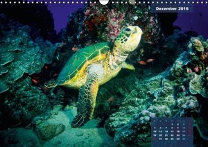 Wunderbare Wasserwelt der Meeresschildkröten