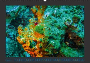 Unterwasserwelt - Das Leben am Korallenriff