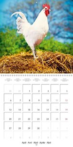 Farmyard animals (Wall Calendar 2015 300 × 300 mm Square)