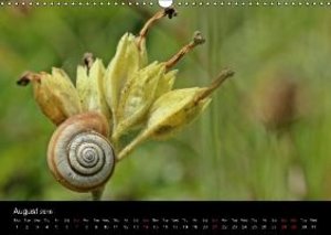 Schmutzler-Schaub, C: Beautiful snails (Wall Calendar 2016 D