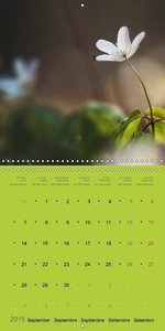 The Beauty Of Nature In Detail (Wall Calendar 2015 300 × 300 mm Square)