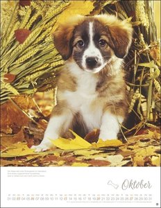 Hundekinder Posterkalender 2024 von Monika Wegler. Welpen-Fotos zum Dahinschmelzen in einem Wandkalender. Posterkalender mit Hundeporträts für alle Fans der Fellnasen.