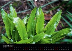 Farne - Filigrane Schönheiten (Wandkalender 2021 DIN A2 quer)