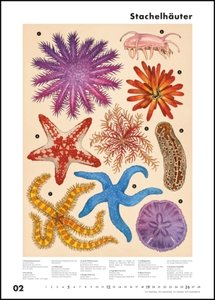 Das Museum des Meeres 2023 - Posterkalender - mit Illustrationen und vielen Erklärungen - Spiralbindung - Format 50 x 70 cm