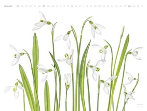 Flowers - Mandy Disher - Kalender 2024