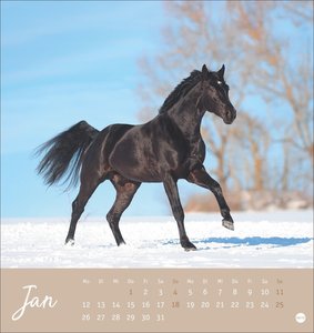 Pferde Postkartenkalender 2026