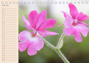 Zauberhafte Calanthen (Tischkalender 2022 DIN A5 quer)