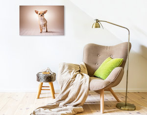 Premium Textil-Leinwand 75 cm x 50 cm quer Ein Motiv aus dem Kalender Chihuahua - Die Welt der Kleinen