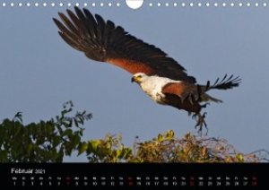 Botswanas Vogelwelt (Wandkalender 2021 DIN A4 quer)