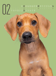 Frei Schnauze - Kalender 2025