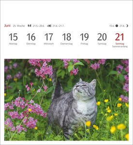Katzen Postkartenkalender 2026