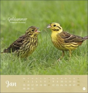 Vögel in unseren Gärten Postkartenkalender 2024. Ein kleiner Kalender zum Aufstellen und Aufhängen mit den 12 häufigsten Gartenvogelarten. Postkarten-Fotokalender zum Heraustrennen.