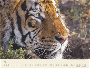 Tiger Kalender 2023. Die majestätischen Großkatzen in einem Wandkalender XXL. Hochwertiger Fotokalender mit Porträts der verschiedenen Tigerarten.