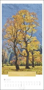 Wunderwelt der Bäume Kalender 2024. Baum-Fotos durch alle Jahreszeiten in einem länglichen Kalender im Format 33 x 68 cm. Jahres-Wandkalender 2024 mit Fotos von der Blüte bis zum kahlen Winter.
