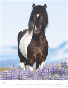 Pferde Classics Posterkalender 2023. Die Eleganz der Tiere in einem Kalender-Großformat eingefangen von Sabine Stuewer. Hochwertiger Fotokalender für Pferdefreunde.