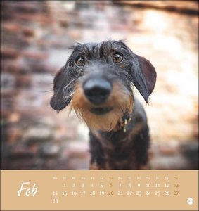 Dackel Postkartenkalender 2022