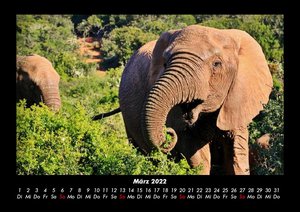 Der Elefantenkalender 2022 Fotokalender DIN A3