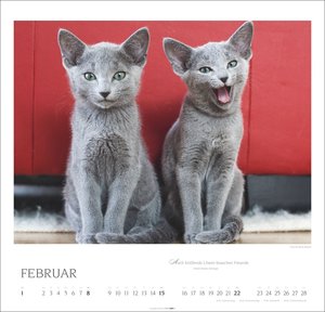 Katzen - Diven auf Samtpfoten 2026