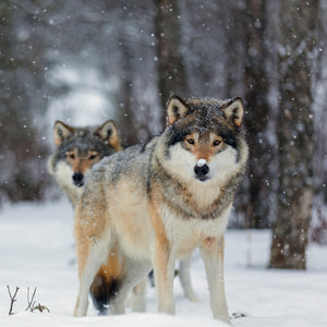 Wolves 2022