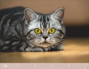 Monika Wegler: Katzenkalender 2026