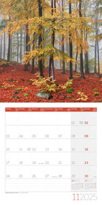 Bäume Kalender 2025 - 30x30