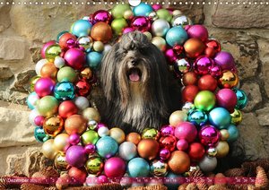 Tibet Terrier Theo