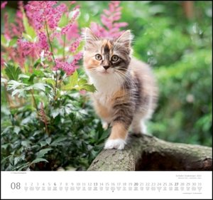 Geliebte Stubentiger 2023 - DUMONT Wandkalender - mit den wichtigsten Feiertagen - Format 38,0 x 35,5 cm
