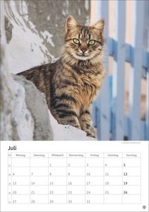 Katzen Kalender 2026