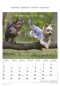 Kleine Freunde 2023 - Bildkalender 23,7x34 cm - Kalender mit Platz für Notizen - mit vielen Zusatzinformationen - Wandkalender - Alpha Edition