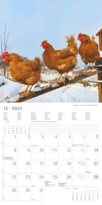 Alpha Edition - Hühner 2025 Broschürenkalender, 30x30cm, Kalender mit hochwertigen Hühner-Bildern, Mondphasen, Notizmöglichkeiten, Ferientermine DE/AT/CH und internationales Kalendarium