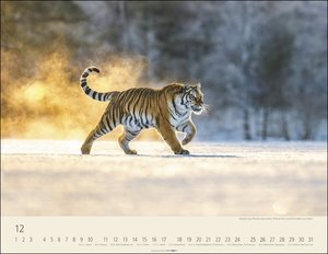 Tiger Kalender 2023