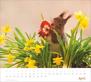 times&more Eichhörnchen Bildkalender 2026
