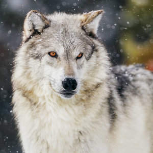 Wolves 2022