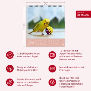Freche Wellensittiche Postkartenkalender 2026