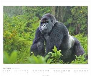 African Wildlife Kalender 2026