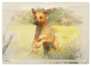 Rhodesian Ridgeback 2024 (hochwertiger Premium Wandkalender 2024 DIN A2 quer), Kunstdruck in Hochglanz