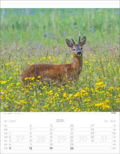 Tiere der Alpen Kalender 2026