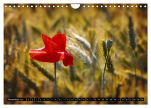 Getreide - Beobachtungen am Feldrand (Wandkalender 2024 DIN A4 quer), CALVENDO Monatskalender